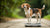 Understanding the Weight of a Medium-Sized Dog: A Comprehensive Guide