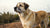 Understanding the Weight Range of Medium-Sized Dogs: How Much Does a Medium-Sized Dog Weigh?