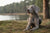 Understanding the Weimaraner Temperament and Personality