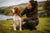Understanding the Welsh Springer Spaniel Temperament