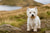 Understanding the West Highland White Terrier Temperament