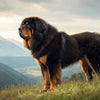 Understanding Tibetan Mastiff Health Problems: A Comprehensive Guide for Owners
