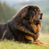 Understanding Tibetan Mastiff Personality Traits: A Comprehensive Guide