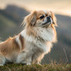 Understanding Tibetan Spaniel Personality Traits: A Comprehensive Guide for Dog Lovers