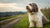 Understanding Tibetan Terrier Personality Traits: A Comprehensive Guide