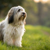 Understanding Tibetan Terrier Temperament: The Perfect Family Companion