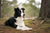 Understanding Unique Border Collie Personality Traits