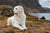 Understanding Unique Kuvasz Personality Traits