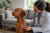 Understanding Vizsla Health Problems: A Comprehensive Guide for Caring Owners