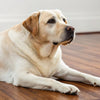 Understanding Weight Gain in Dogs: Why Does My Dog Keep Gaining Weight?