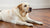 Understanding Weight Gain in Dogs: Why Does My Dog Keep Gaining Weight?