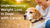 Understanding Weight Loss in Dogs with Cancer: Causes, Symptoms, and Nutritional Support