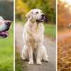 Understanding Weight Loss in Older Dogs: Do Dogs Lose Weight When They Get Older?