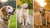 Understanding Weight Loss in Older Dogs: Do Dogs Lose Weight When They Get Older?