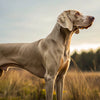 Understanding Weimaraner Temperament: A Comprehensive Guide for Potential Owners