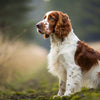 Understanding Welsh Springer Spaniel Personality Traits: The Perfect Companion for Active Families