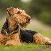 Understanding Welsh Terrier Health Problems: A Comprehensive Guide for Pet Owners