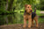 Understanding Welsh Terrier Personality Traits: A Comprehensive Guide