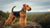 Understanding Welsh Terrier Temperament: An In-Depth Guide for Potential Owners