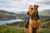 Understanding Welsh Terrier Temperament: An In-Depth Guide for Potential Owners