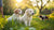 Understanding What Age to Feed Puppy Dog Food: A Comprehensive Guide