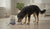 Understanding What Age to Start Adult Dog Food: A Comprehensive Guide-141415645423