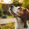 Understanding What Are Dogs Not Allowed to Eat: A Comprehensive Guide for Pet Owners