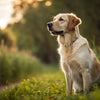 Understanding What Are Learned Behaviors of Dogs: A Deeper Look into Canine Learning