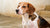 Understanding What Are Symptoms of Food Allergies in Dogs-141218644207