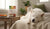 Understanding What Are the Most Common Food Allergies in Dogs-141235486959