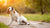 Understanding What Are the Symptoms of Food Allergies in Dogs-141050052847