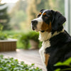 Understanding What Can Cause a Sudden Change in Dog's Behavior