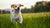Understanding What Can Help My Dog Gain Weight: A Comprehensive Guide