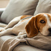 Understanding What Cancers Cause Rapid Weight Loss in Dogs