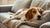 Understanding What Cancers Cause Rapid Weight Loss in Dogs