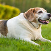 Understanding What Causes a Dog to Gain Weight