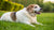 Understanding What Causes a Dog to Gain Weight