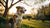 Understanding What Causes a Dog to Lose Weight Even When Eating
