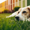 Understanding What Causes a Dog to Not Gain Weight