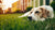 Understanding What Causes a Dog to Not Gain Weight