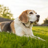 Understanding What Causes Rapid Weight Gain in Dogs