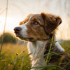 Understanding What Causes Sudden Behavior Changes in Dogs