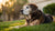 Understanding What Causes Weight Loss in Older Dogs