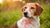 Understanding What Do Food Allergies Look Like in Dogs: Comprehensive Insights for Pet Owners-141217988847