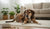 Understanding What Does a Dog Food Allergy Look Like-141417840879