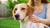 Understanding What Does Food Allergy Look Like on a Dog: A Comprehensive Guide-141044089071
