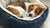 Understanding What Does Nesting Behavior Look Like in Dogs