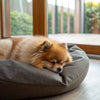 Understanding What Dog Breeds Have the Most Health Problems