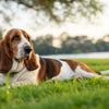 Understanding What Dog Breeds Need the Least Exercise: Finding the Perfect Companion for Your Lifestyle