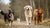 Understanding What Dog Breeds Need the Most Exercise